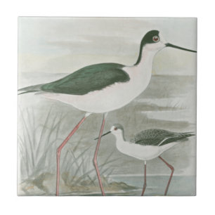 Black-Necked Stilts by the Water Tile