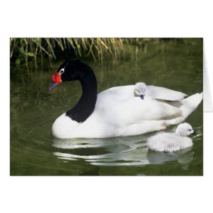 Black-necked swan adult and cygnets in water.