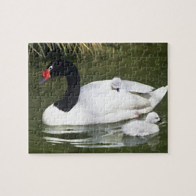 Black-necked swan adult and cygnets in water. jigsaw puzzle (Horizontal)