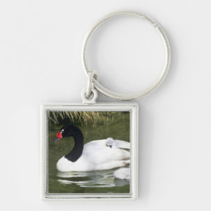 Black-necked swan adult and cygnets in water. keychain