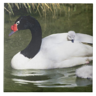 Black-necked swan adult and cygnets in water. tile