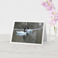 Black Necked Swans