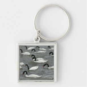 Black-necked swans (Cygnus melancoryphus) Keychain