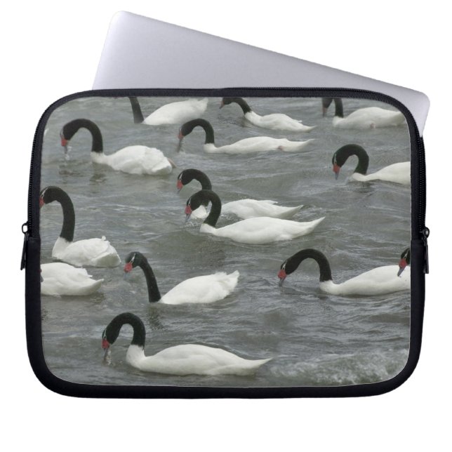 Black-necked swans (Cygnus melancoryphus) Laptop Sleeve (Front)