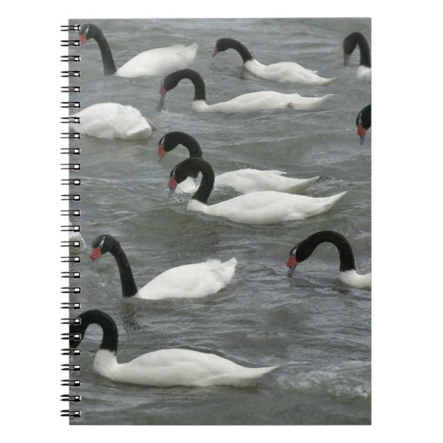 Black-necked swans (Cygnus melancoryphus) Notebook (Front)