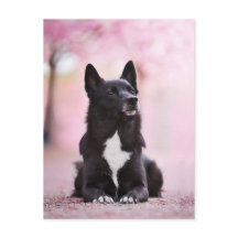 Black Norwegian Buhund and Cherry blossoms
