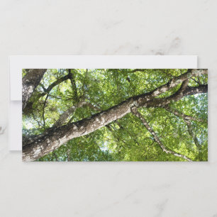 BLack Olive Tree Canopy