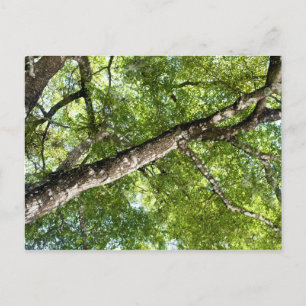 BLack Olive Tree Canopy Postcard