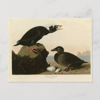 Black or Surf Duck Postcard