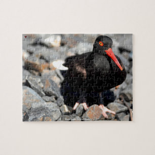 Black Oyster Catcher Alaska Jigsaw Puzzle