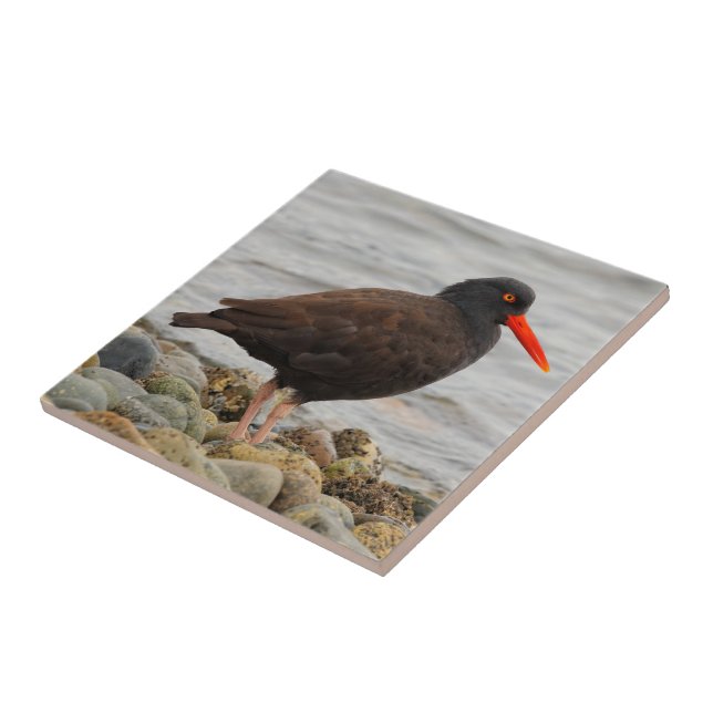 Black Oystercatcher at the Beach Tile (Side)