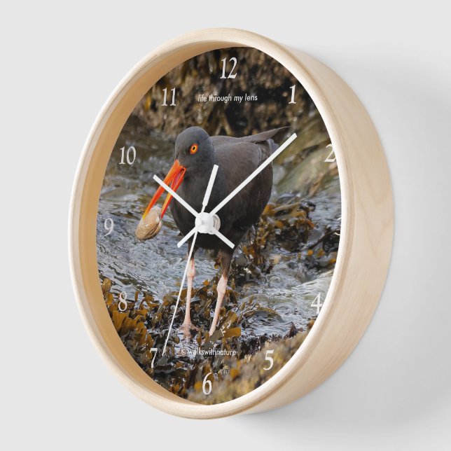 Black Oystercatcher Shorebird Fishing at the Beach Clock (Angle)