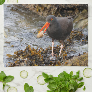 Black Oystercatcher Shorebird Fishing at the Beach Kitchen Towel