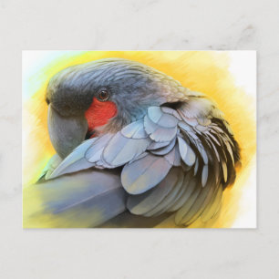 Black Palm Cockatoo realistic painting Postcard
