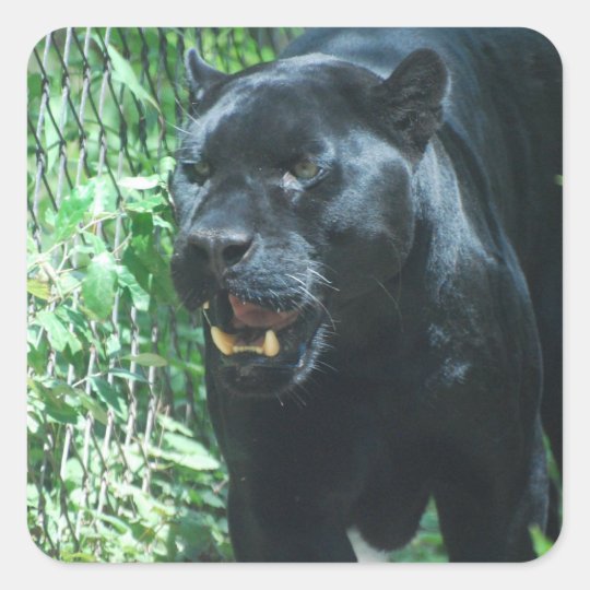 Black Panther Cat Stickers