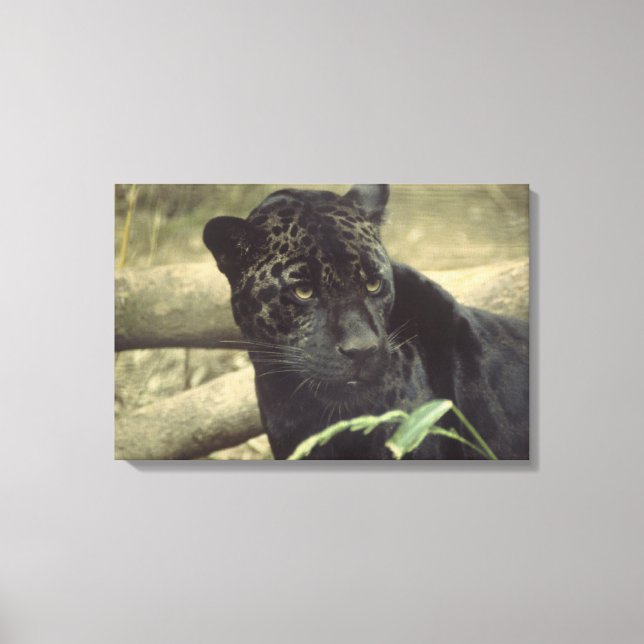 Black Panther Jaguar Canvas Print (Front)