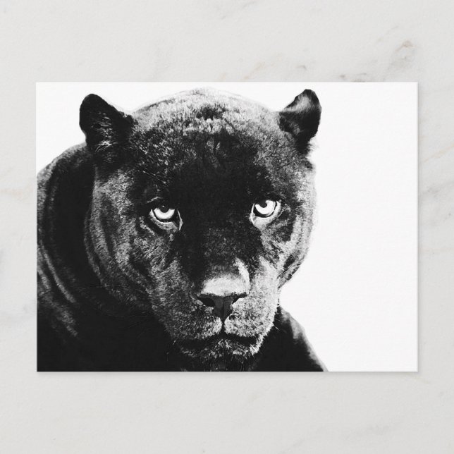 Black Panther Jaguar Postcard (Front)