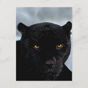 Black Panther Panthera Postcard