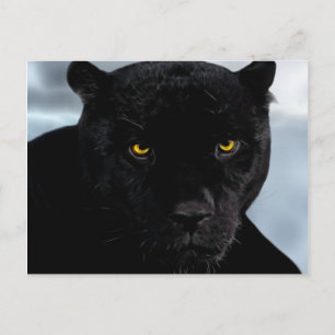 Black Panther Panthera Postcard