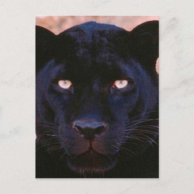 Black Panther Postcard (Front)