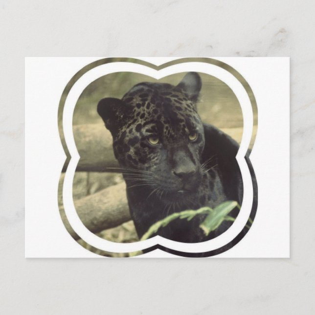 Black Panther Postcard (Front)