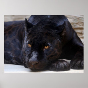 Black Panther Poster