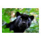 Black Panther