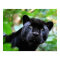 Black Panther