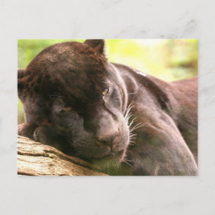 Black Panther Sleeping Postcard