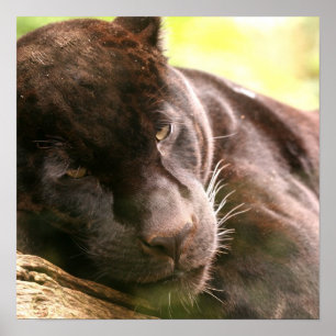 Black Panther Sleeping Poster