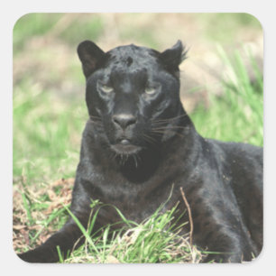 Black Panther Square Sticker