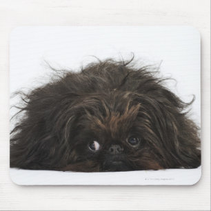 Black Pekingese dog lying down Mouse Pad