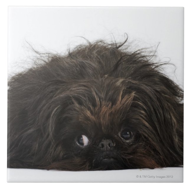 Black Pekingese dog lying down Tile (Front)