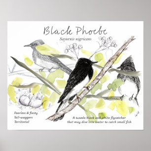 Black Phoebe Bird Tuxedo Black Tree Drawing  Poster