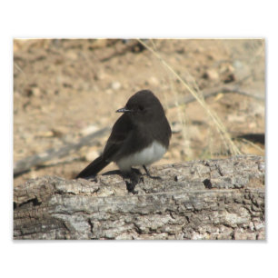 Black Phoebe Custom 10" x 8" Photo Enlargement Print