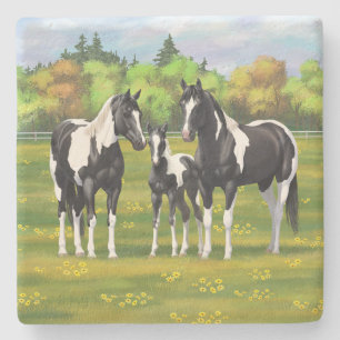 Black Pinto Paint Quarter Horses In Summer Pasture Stone Coaster