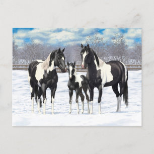 Black Pinto Quarter Horse Paint Horses In Snow Postcard