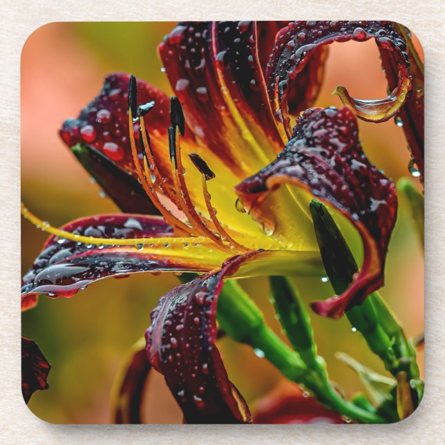 "Black Plush" Daylily Coaster (Front)