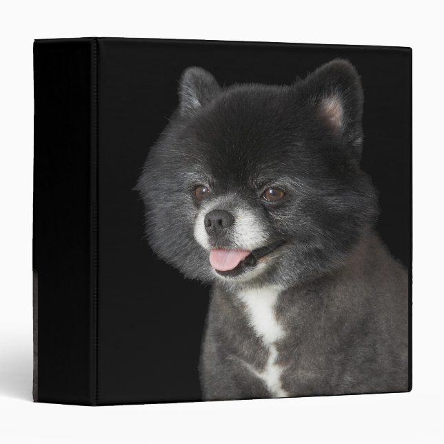 Black Pomeranian looking to the left Binder (Front/Spine)