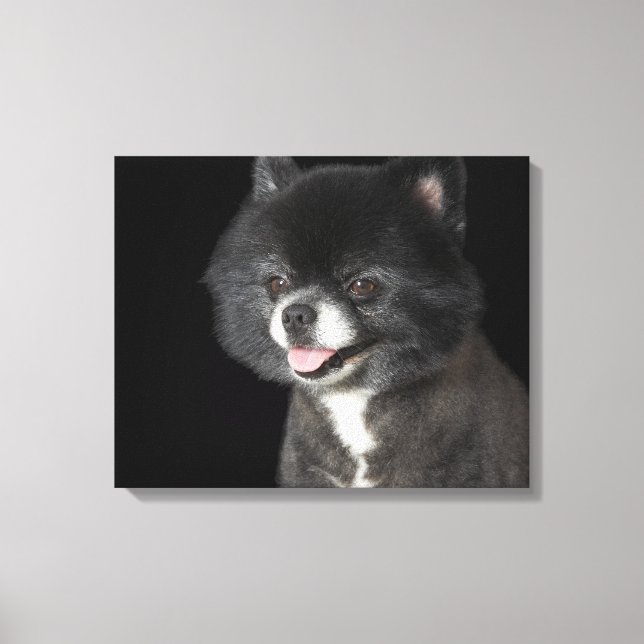 Black Pomeranian looking to the left Canvas Print (Front)