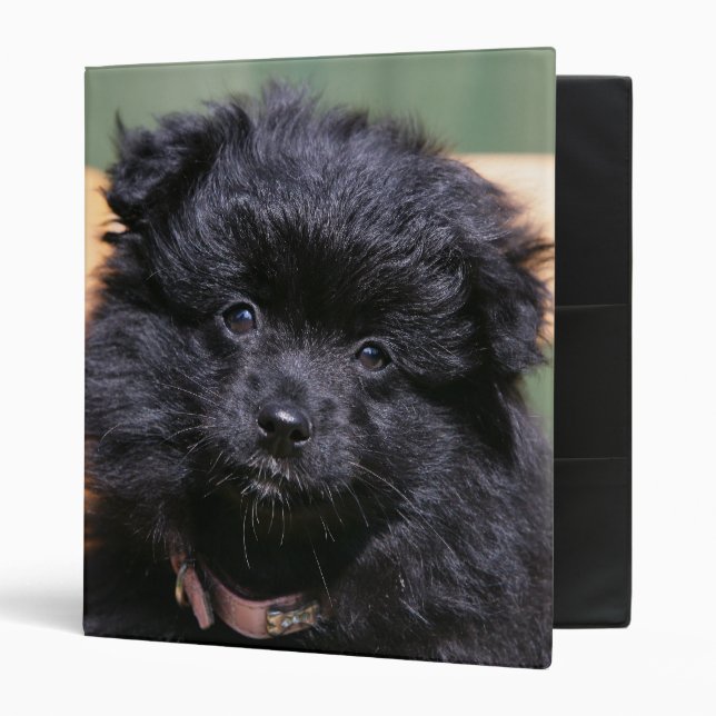 Black Pomeranian Puppy Binder (Front/Inside)