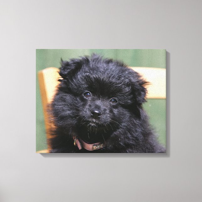 Black Pomeranian Puppy Canvas Print (Front)