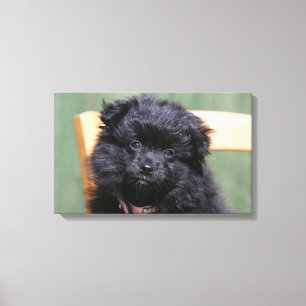 Black Pomeranian Puppy Canvas Print