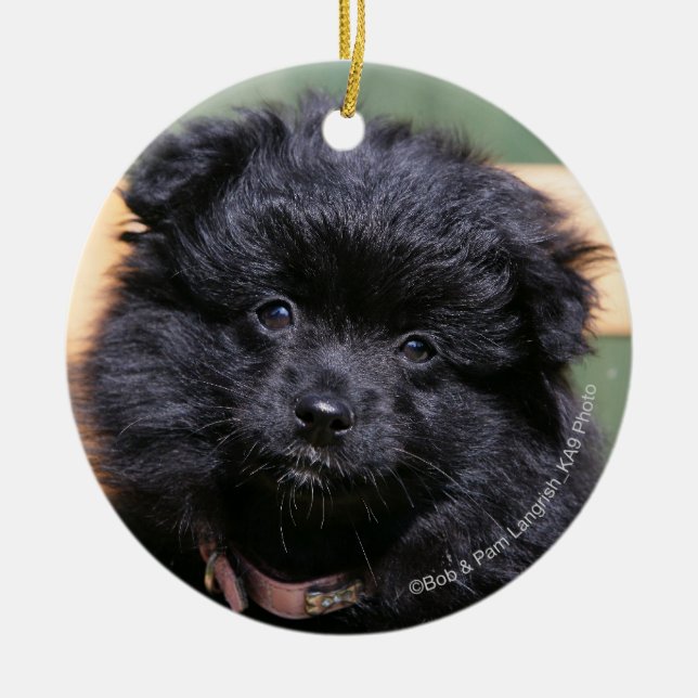 Black Pomeranian Puppy Ceramic Ornament (Front)