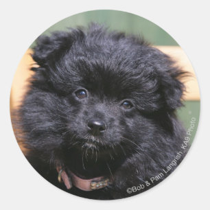 Black Pomeranian Puppy Classic Round Sticker