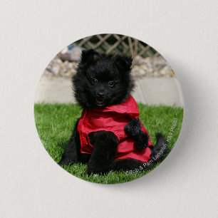 Black Pomeranian Puppy Looking at Camera 2 Inch Round Button