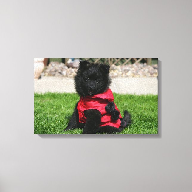 Black Pomeranian Puppy Looking at Camera Canvas Print (Front)