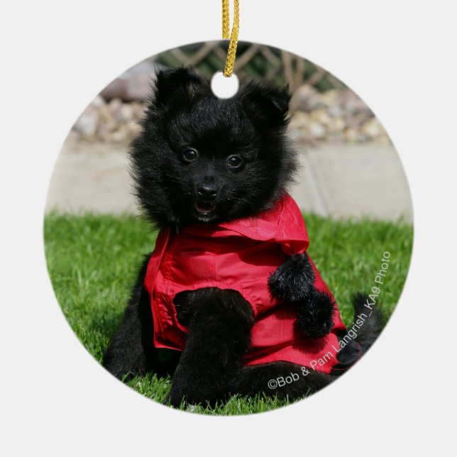 Black Pomeranian Puppy Looking at Camera Ceramic Ornament (Front)
