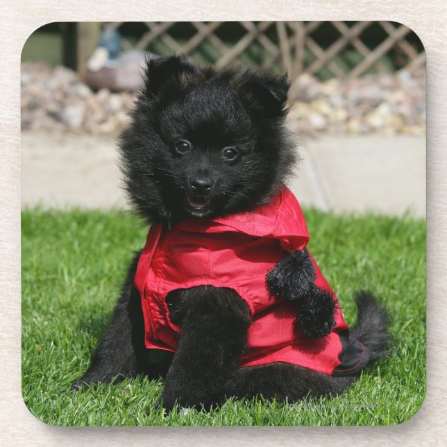 Black Pomeranian Puppy Looking at Camera Coaster (Front)