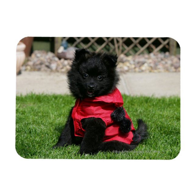 Black Pomeranian Puppy Looking at Camera Magnet (Horizontal)